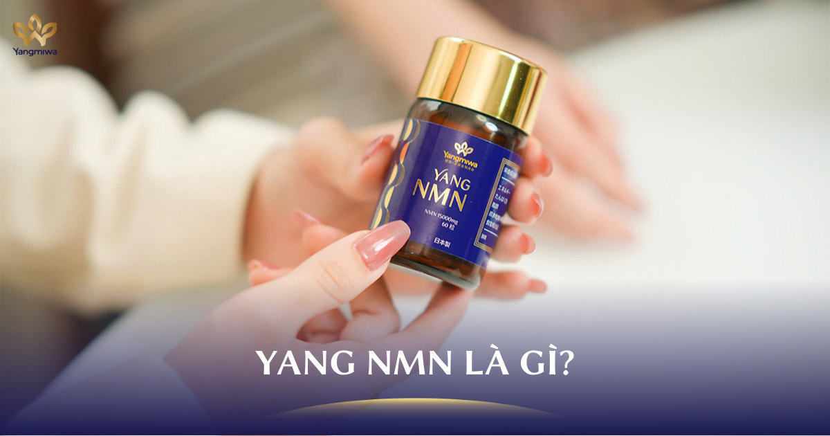 Yang NMN là gì? Vì sao thị trường đang nói nhiều về Yang NMN?