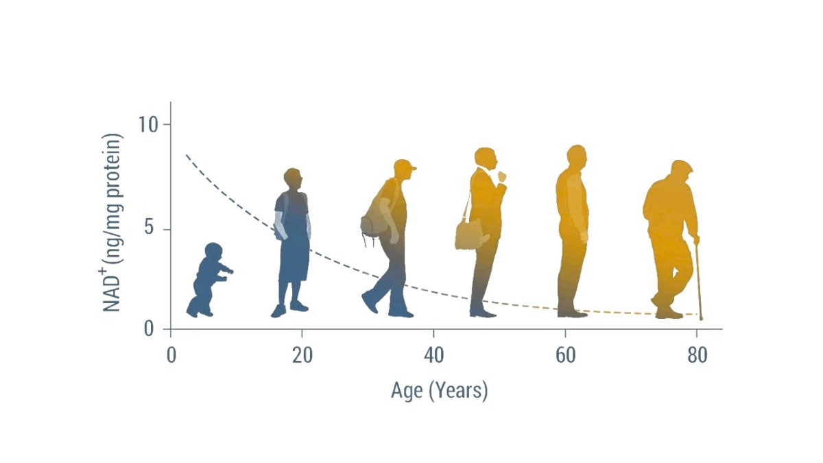 NMN và bí quyết trường thọ của người Nhật dưới góc nhìn khoa học hiện đại