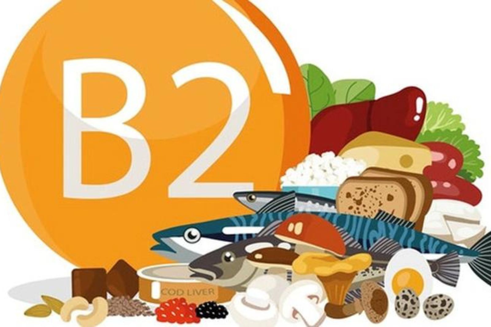 Vì sao vitamin B2 cần thiết cho quá trình chuyển hoá?