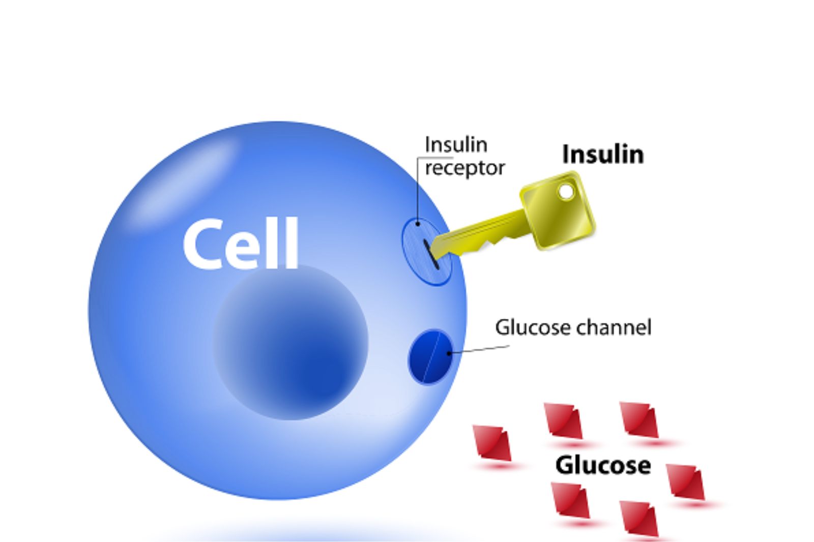 Hướng dẫn điều trị kháng insulin