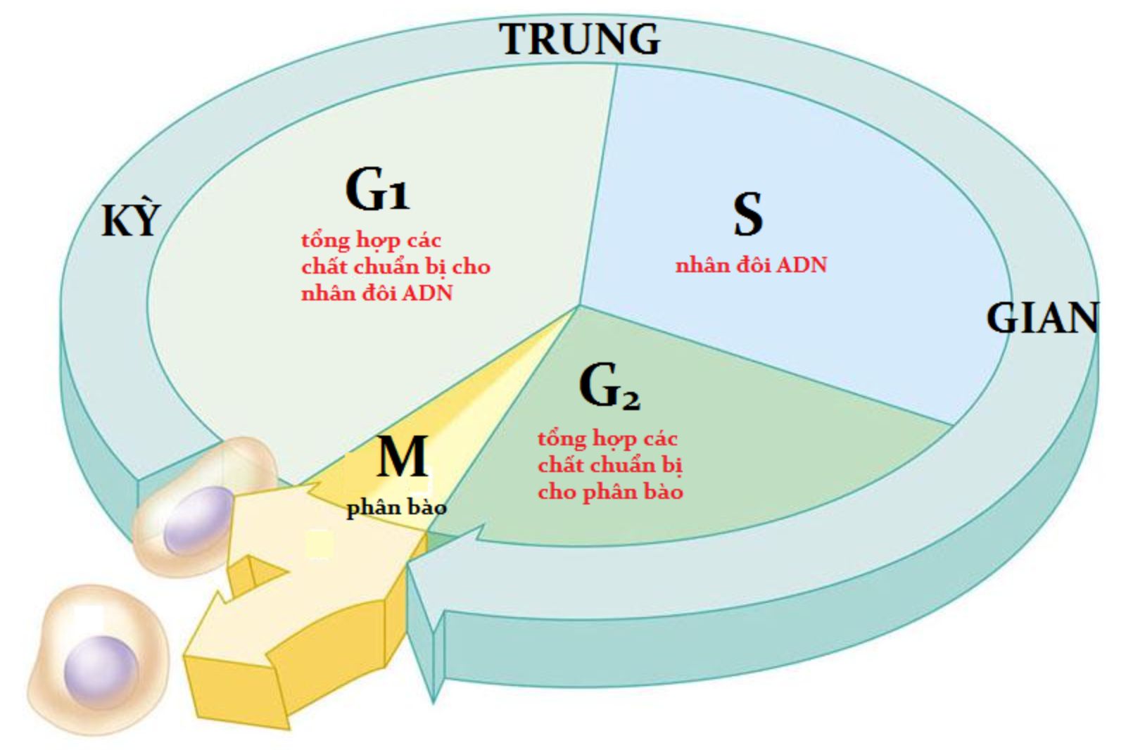 vong-doi-cua-te-bao