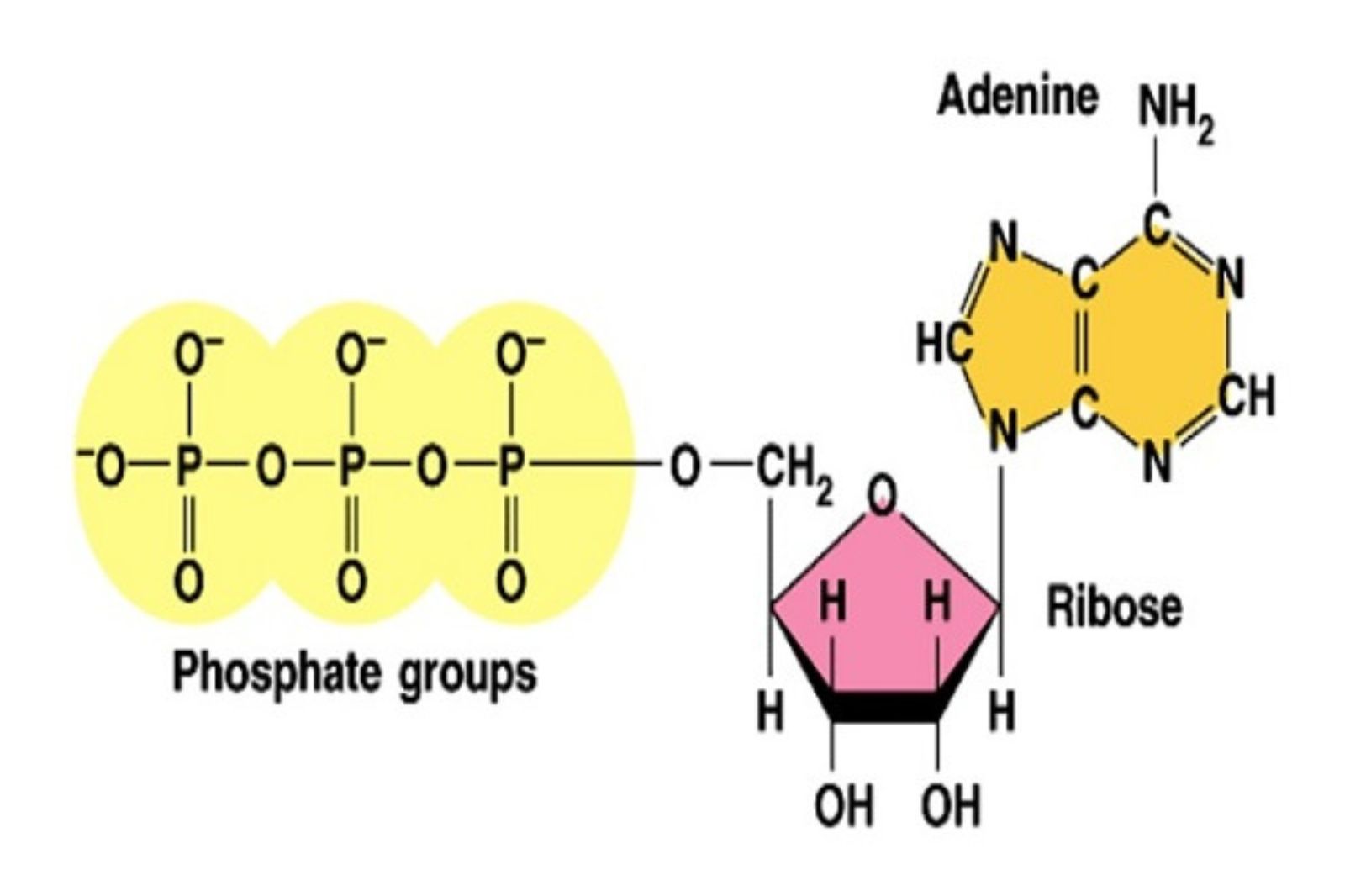nang-luong-atp-tich-luy-o-dau