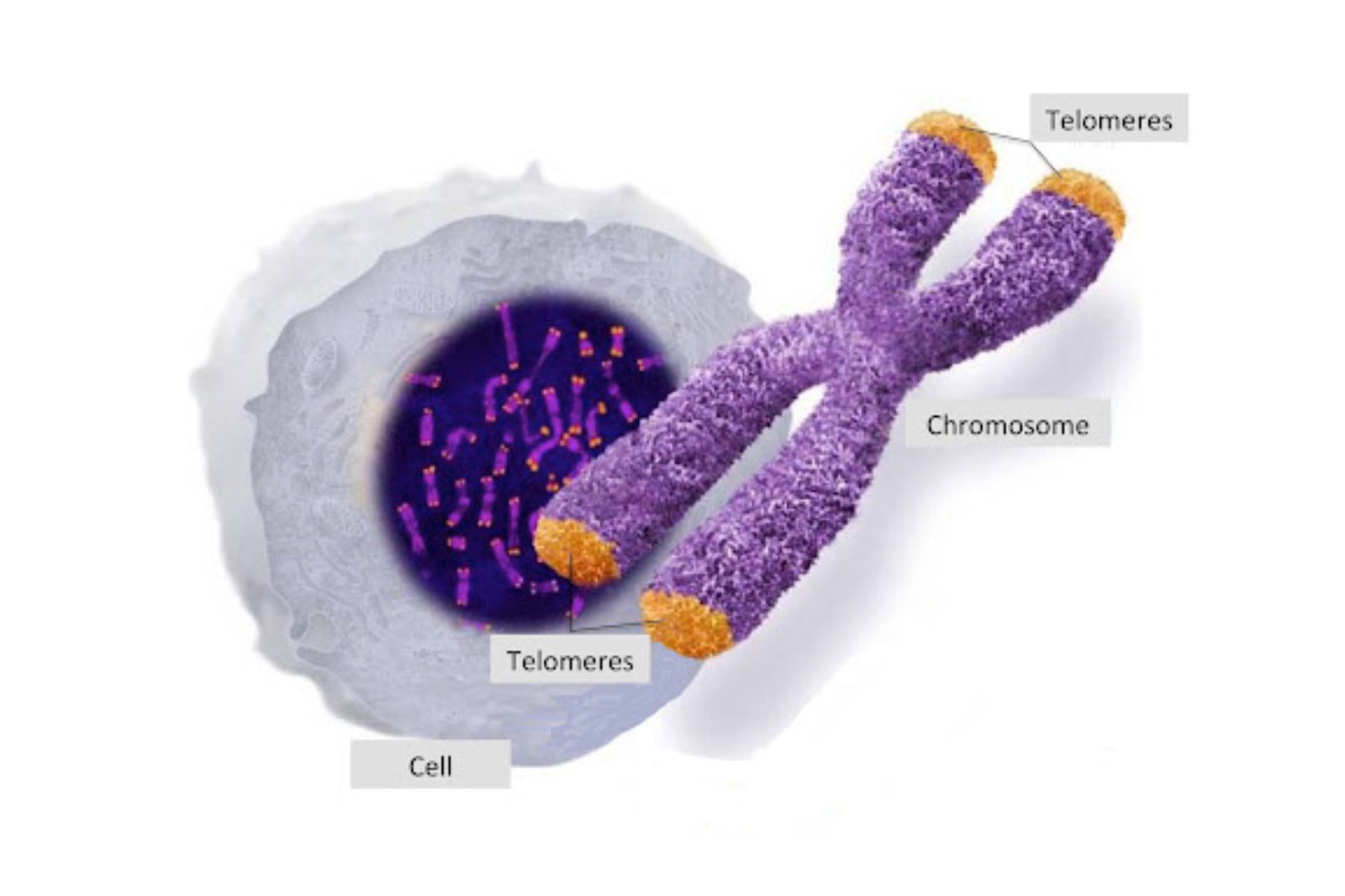 Telomere