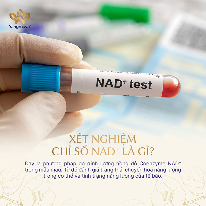 X&eacute;t nghiệm chỉ số NAD⁺ l&agrave; một trong những chỉ số trực tiếp cho thấy t&aacute;c dụng của NMN