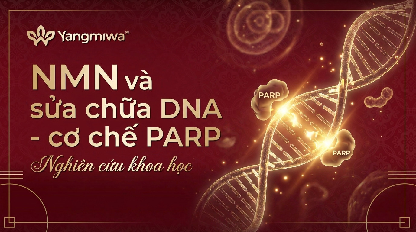 NMN và sửa chữa DNA: Cơ chế PARP trong chống lão hóa tế bào