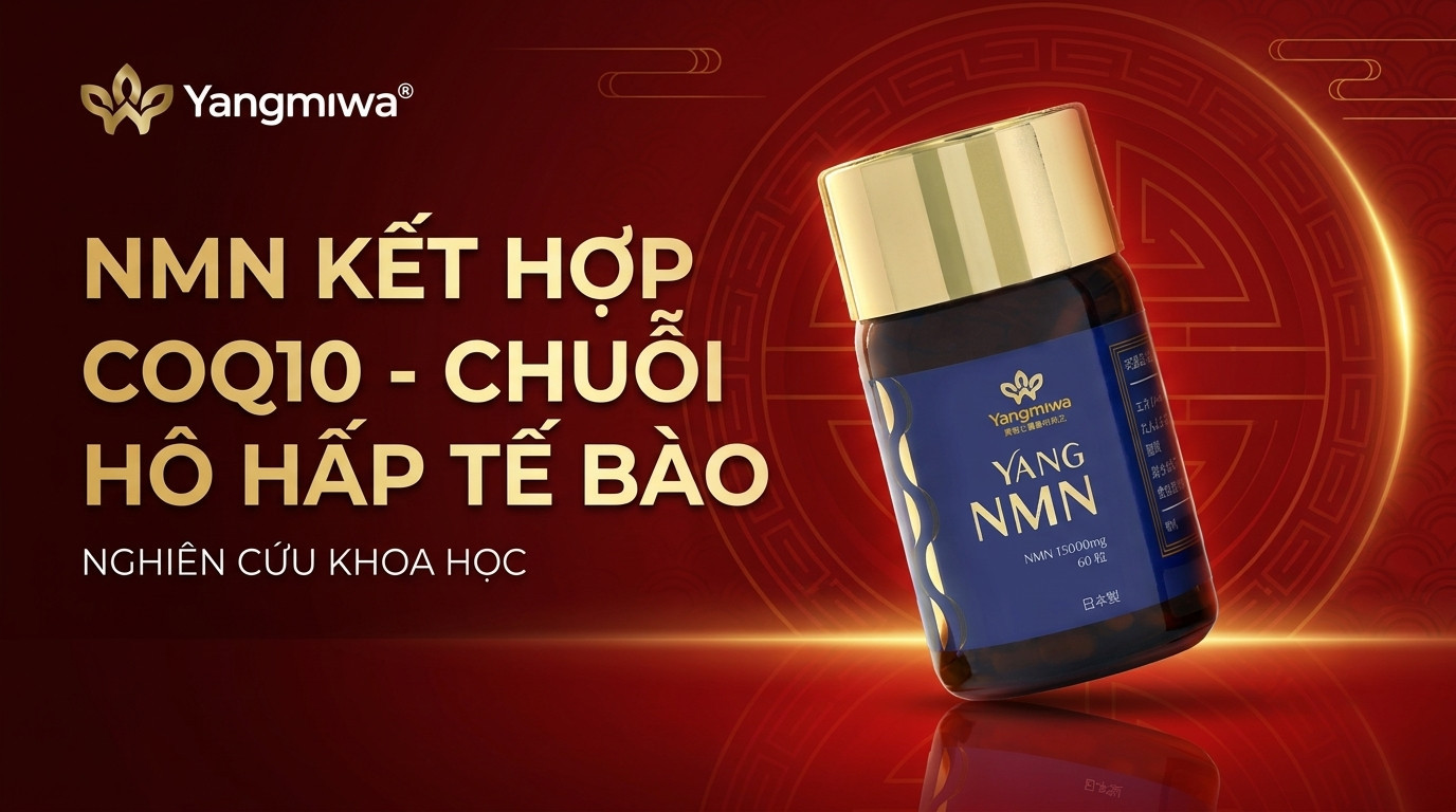 NMN kết hợp CoQ10: Hồi sinh chuỗi hô hấp tế bào