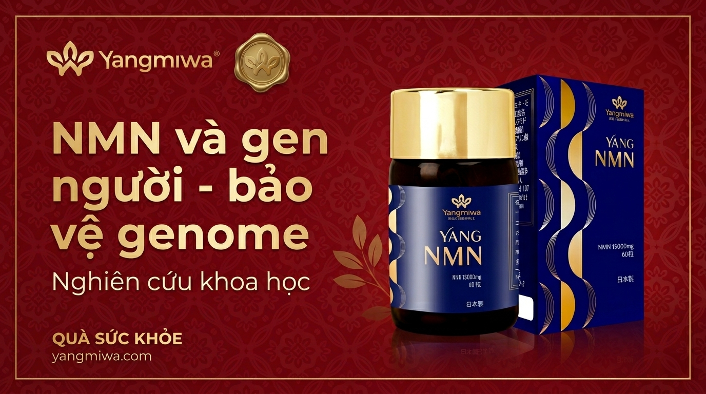 NMN và gen người: bảo vệ genome, giữ telomere cho tuổi 50+