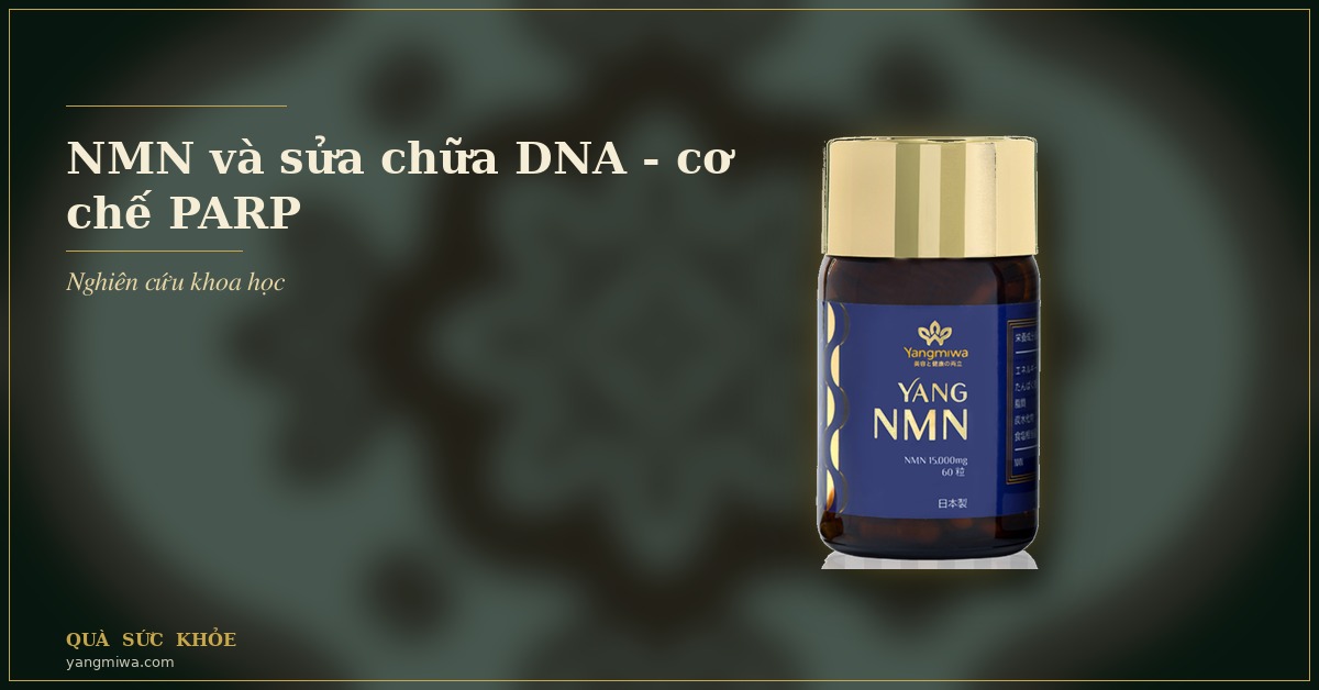 NMN và sửa chữa DNA: cơ chế PARP giúp tế bào trẻ lâu