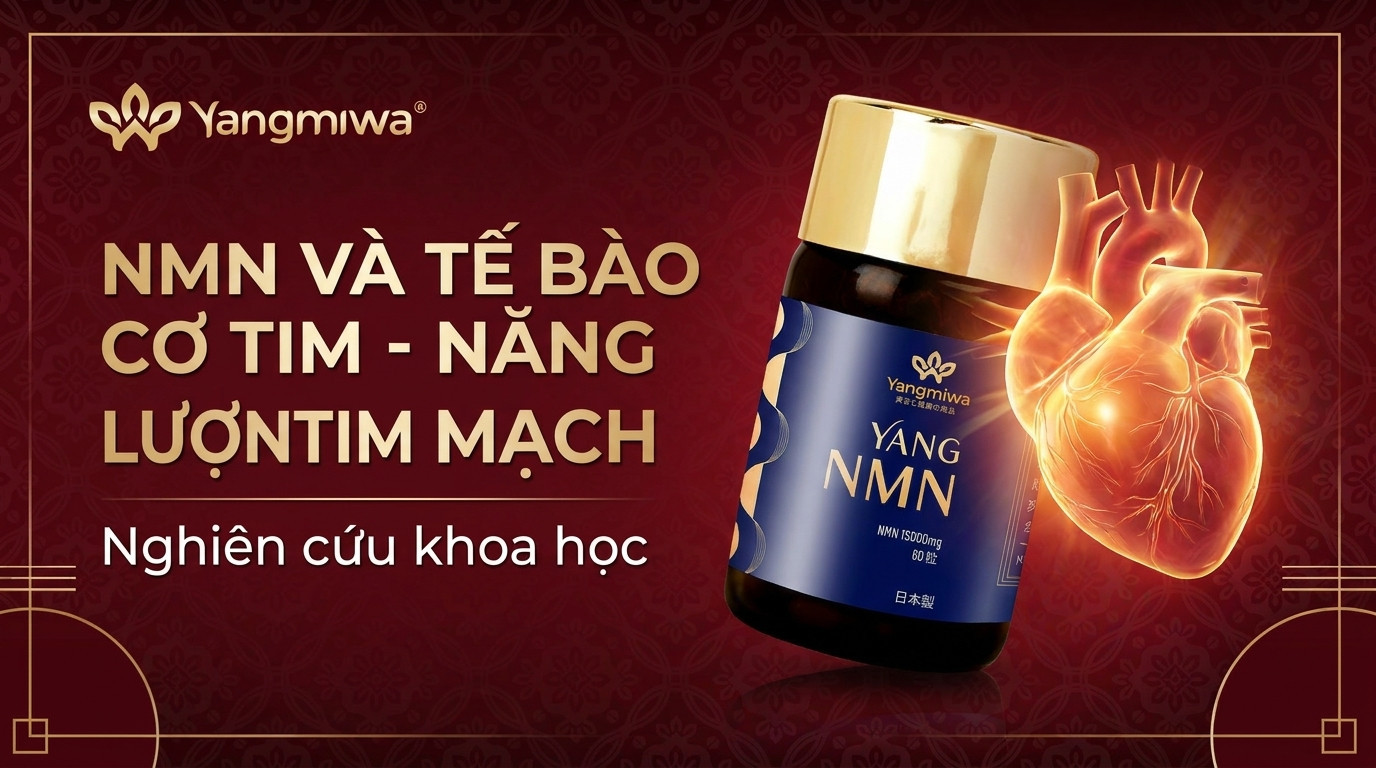 NMN và Tế Bào Cơ Tim: Năng Lượng Cho Trái Tim Khỏe Mạnh