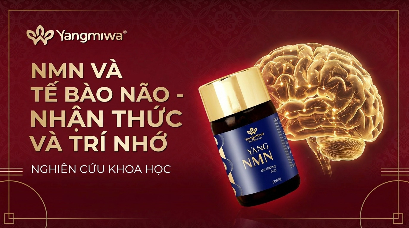 NMN và tế bào não: hỗ trợ trí nhớ, nhận thức tuổi 40+