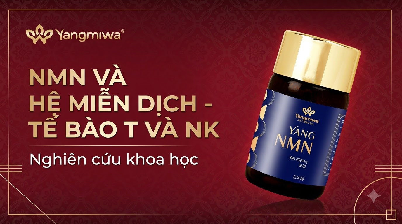 NMN và hệ miễn dịch: Nuôi dưỡng tế bào T và NK sau tuổi 40