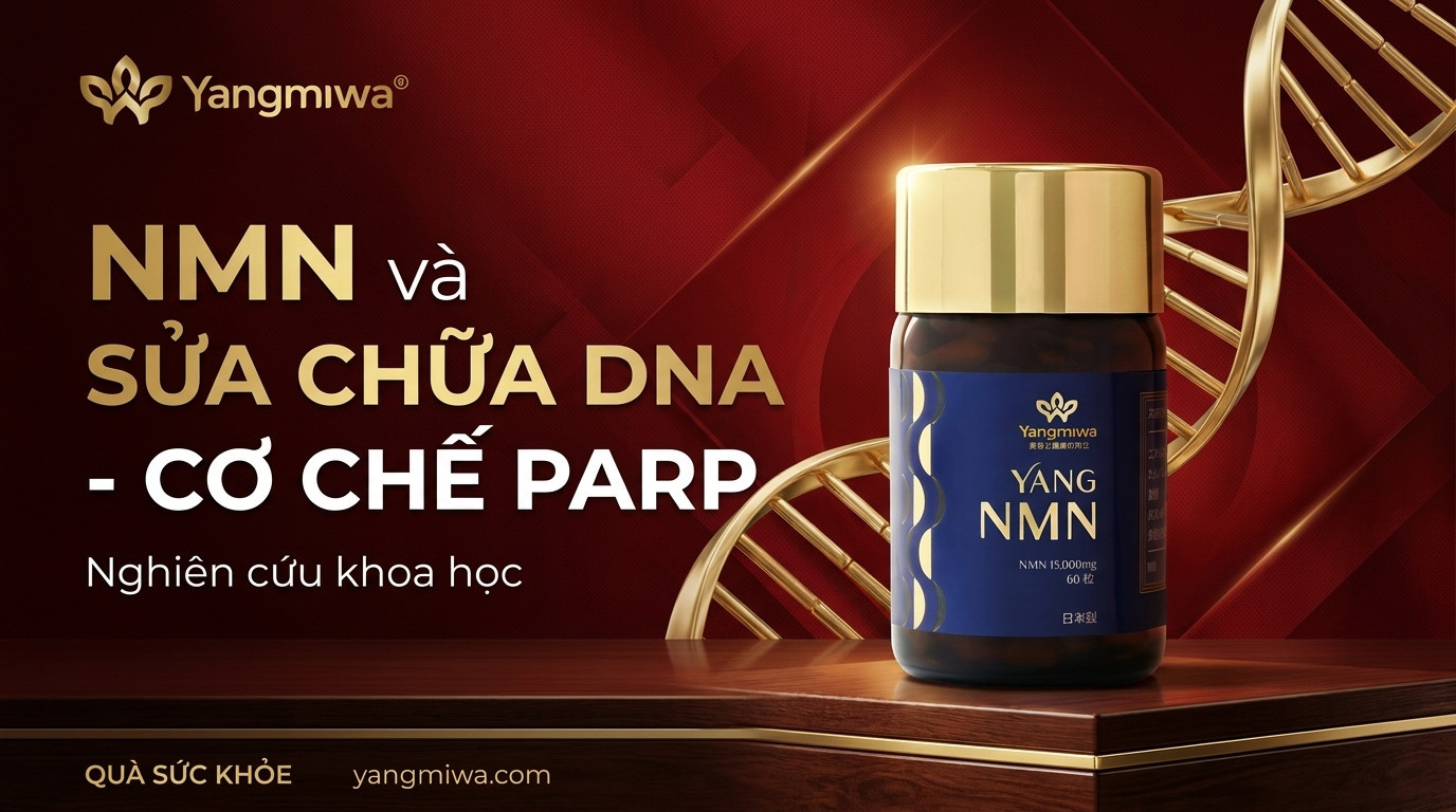 NMN và sửa chữa DNA: cơ chế PARP bảo vệ trường thọ