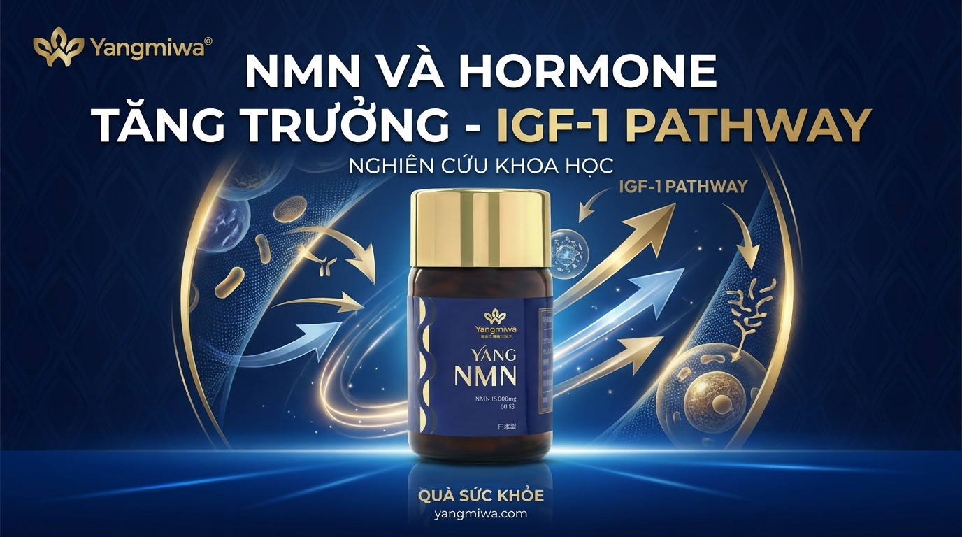 NMN và Hormone Tăng Trưởng IGF-1: Hỗ Trợ Trẻ Hóa Tế Bào