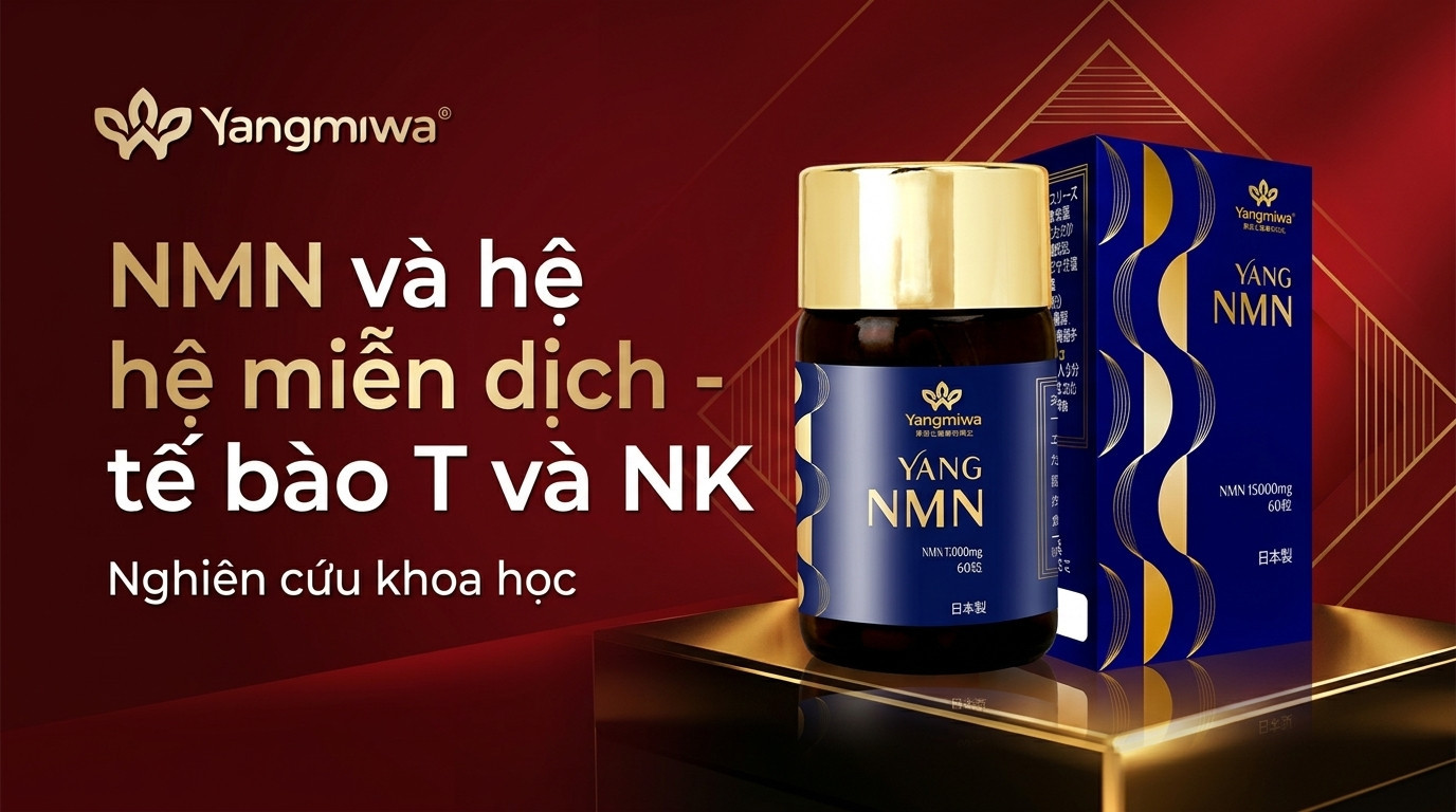 NMN và hệ miễn dịch: tế bào T, NK và sức đề kháng tuổi 40+