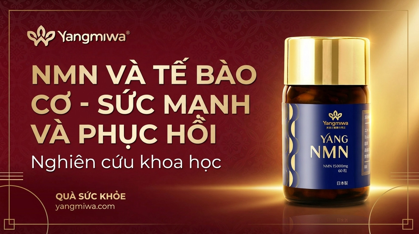 NMN và tế bào cơ: Bí quyết sức mạnh và phục hồi sau 40