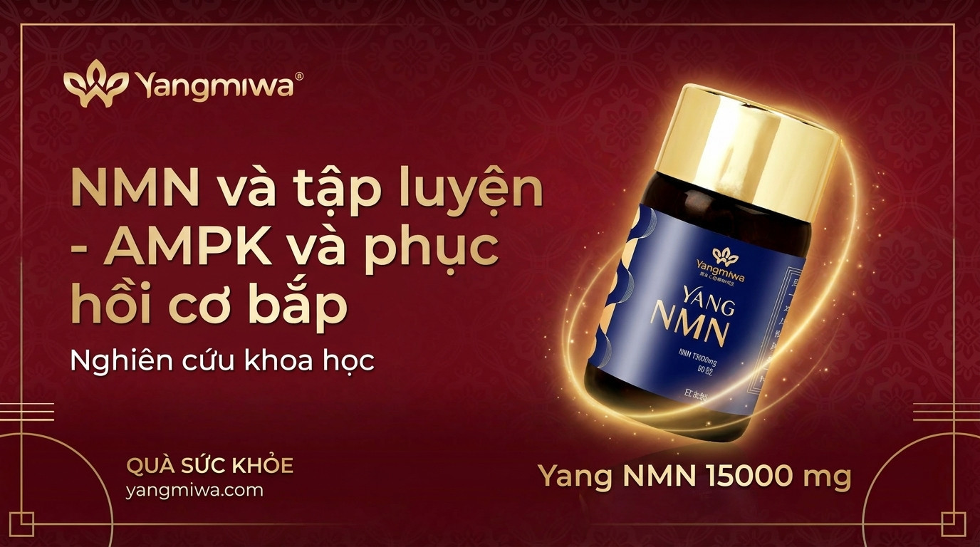 NMN và tập luyện: AMPK, phục hồi cơ bắp và năng lượng tuổi 50