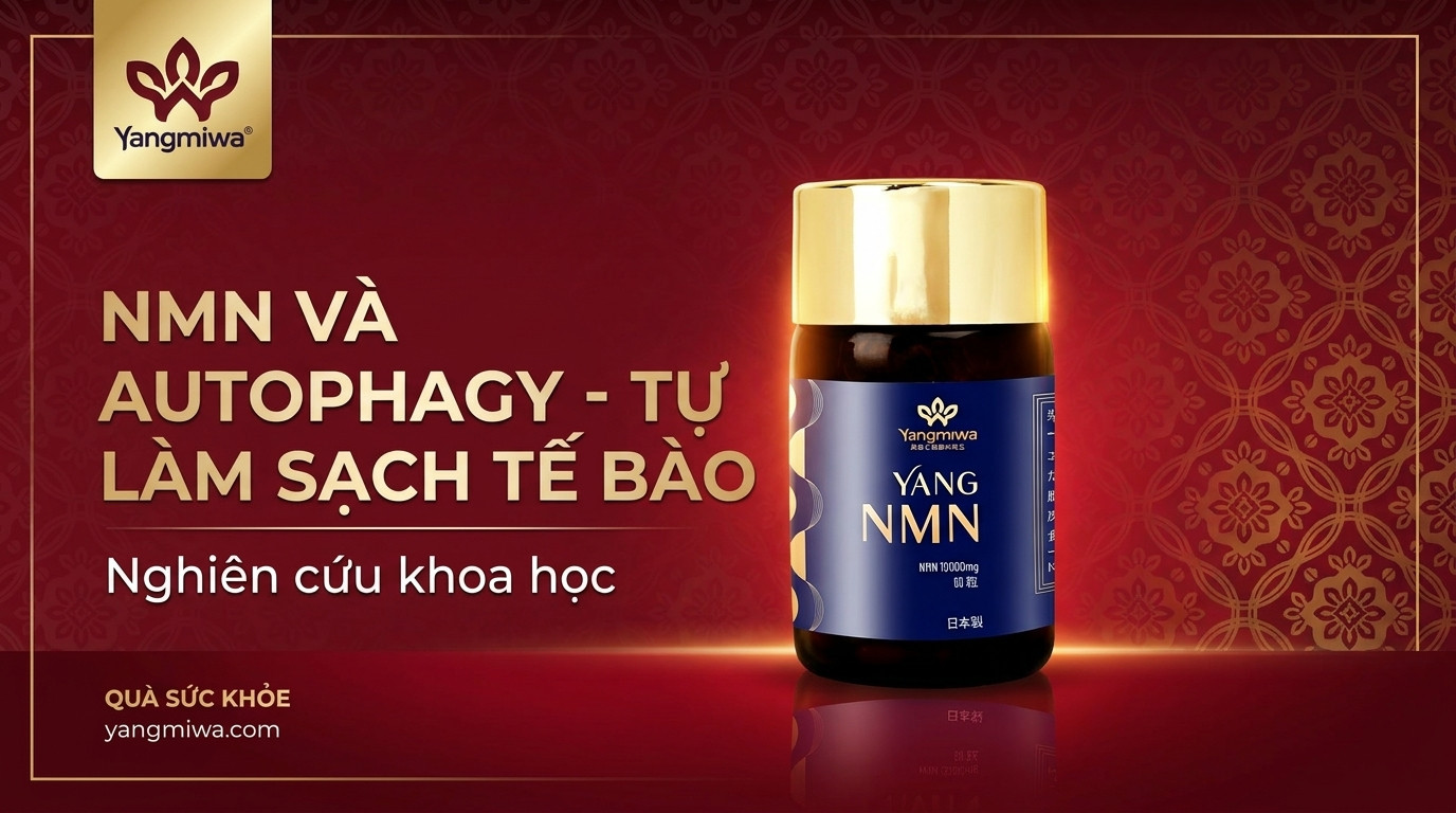 NMN và Autophagy: Cơ Chế Tự Làm Sạch Tế Bào Cho Trường Thọ