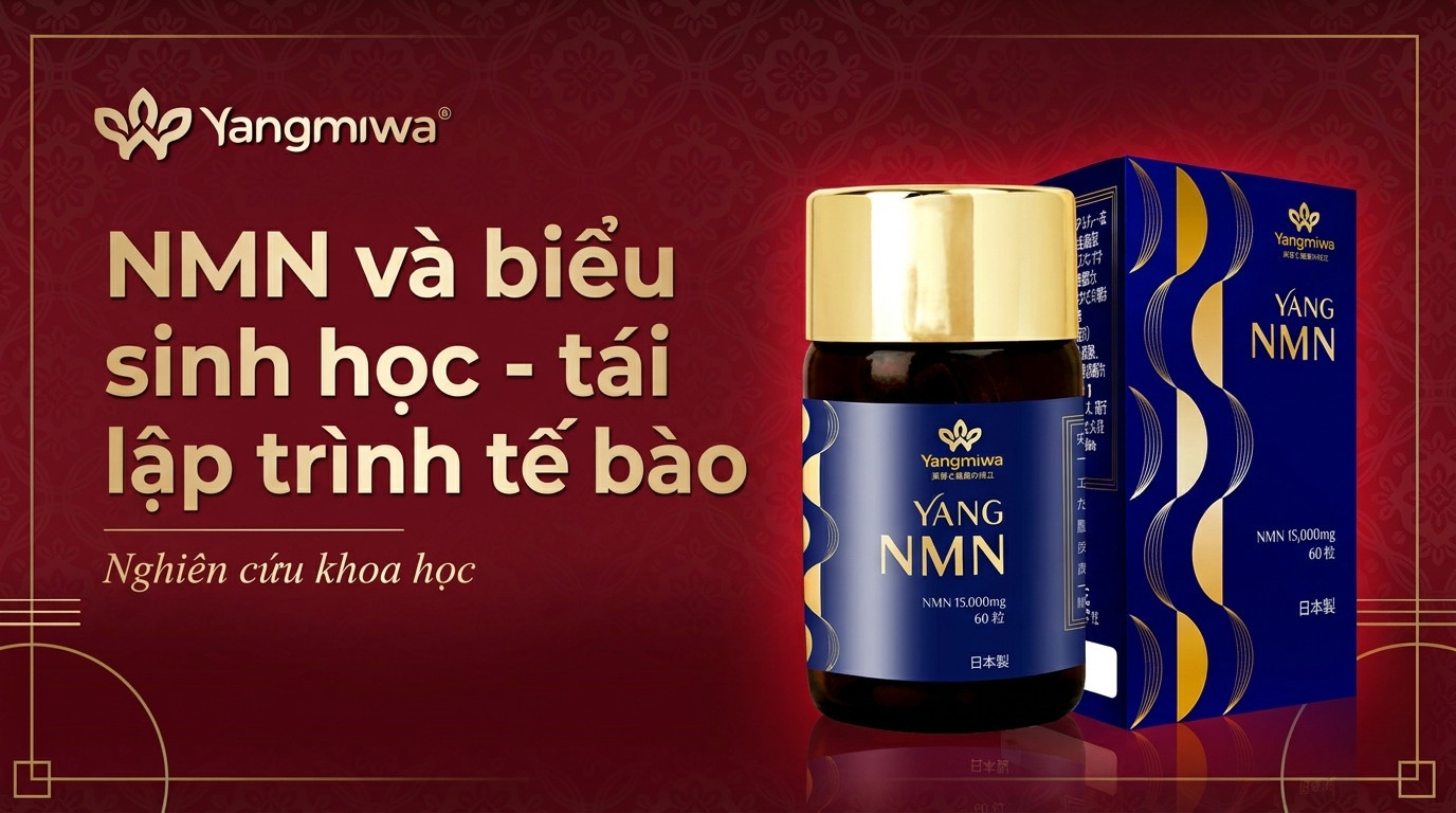 NMN và biểu sinh học: Tái lập trình tế bào để trẻ hóa