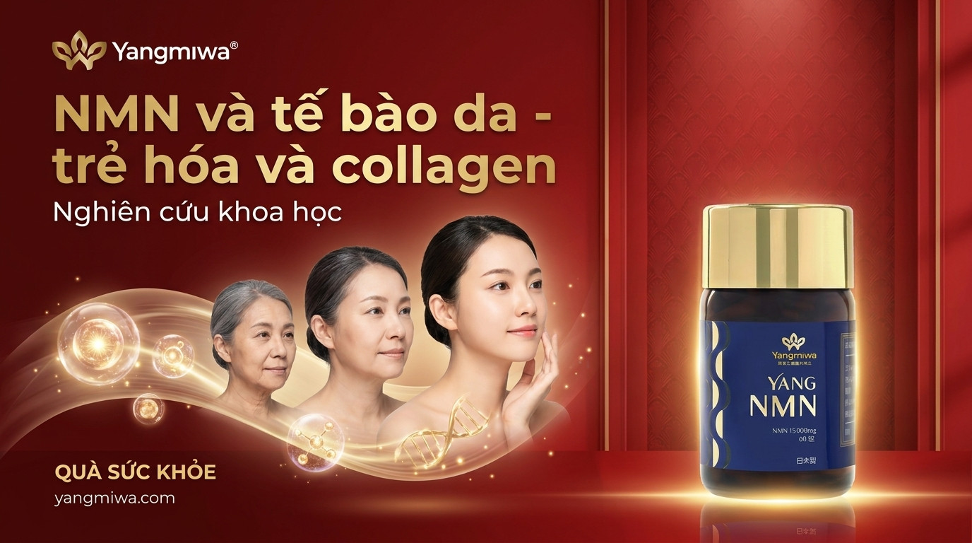 NMN và tế bào da: trẻ hóa từ bên trong và phục hồi collagen
