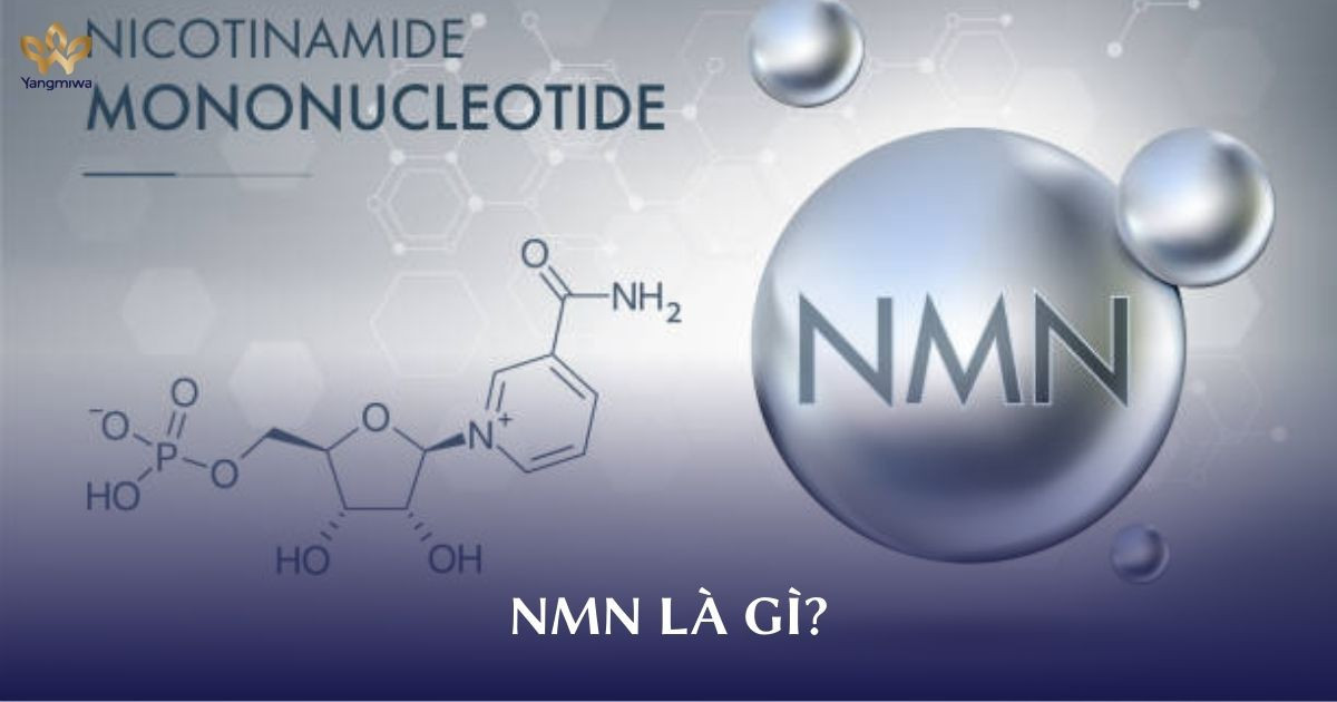NMN là gì? Cơ chế hoạt động và các nghiên cứu nổi bật trên thế giới