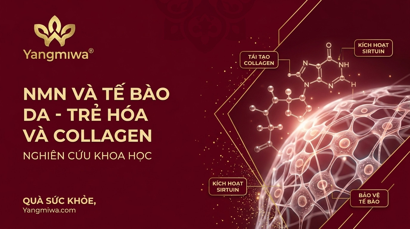 NMN và tế bào da: hỗ trợ trẻ hóa và collagen từ bên trong