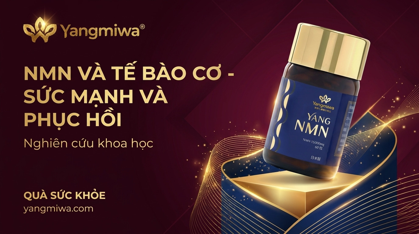 NMN và tế bào cơ: sức mạnh, phục hồi và chống lão hóa cơ