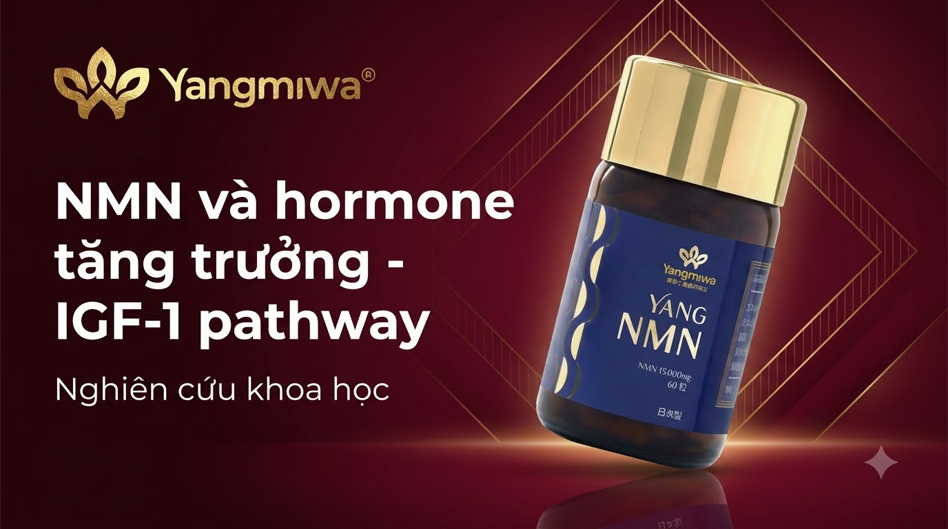NMN và hormone tăng trưởng: IGF-1 và trục trẻ hóa cơ thể