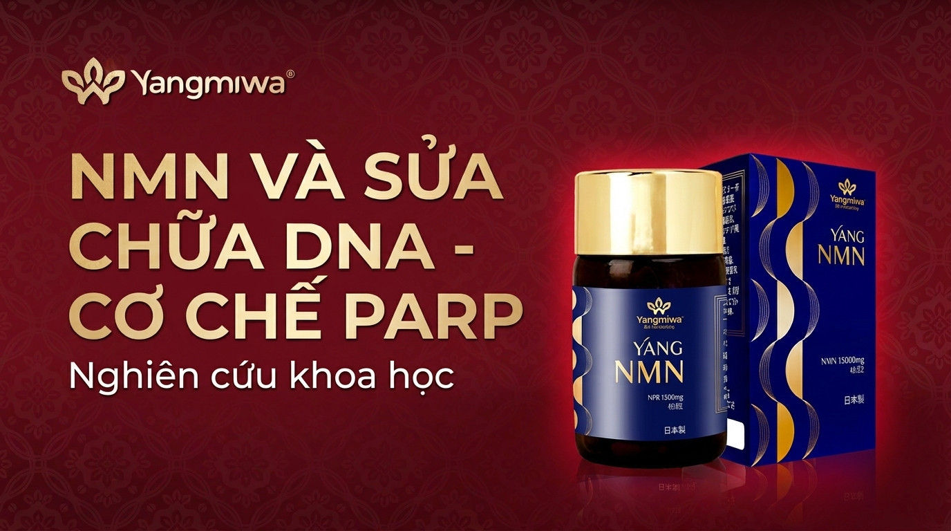 NMN và sửa chữa DNA: cơ chế PARP âm thầm bảo vệ bạn