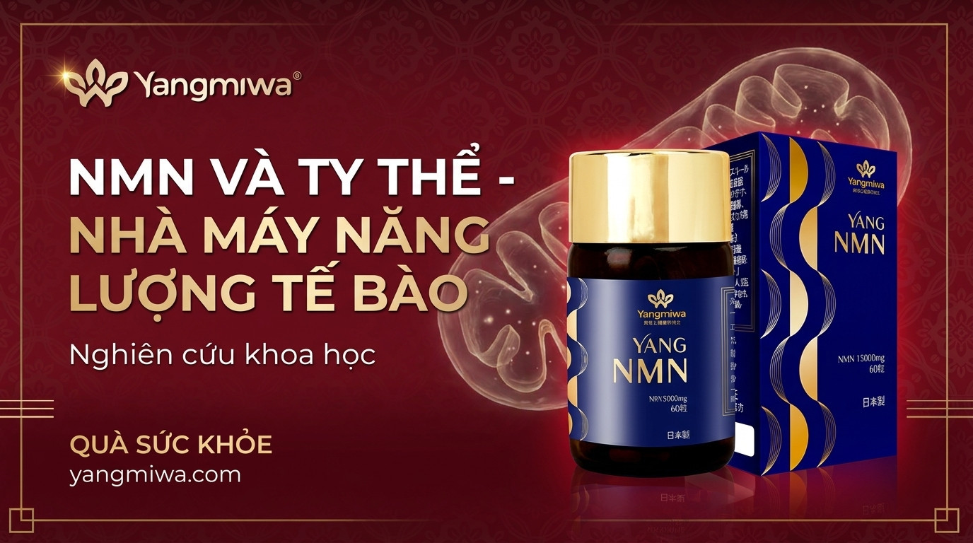 NMN và ty thể: Nhà máy năng lượng tế bào và chìa khoá trường thọ
