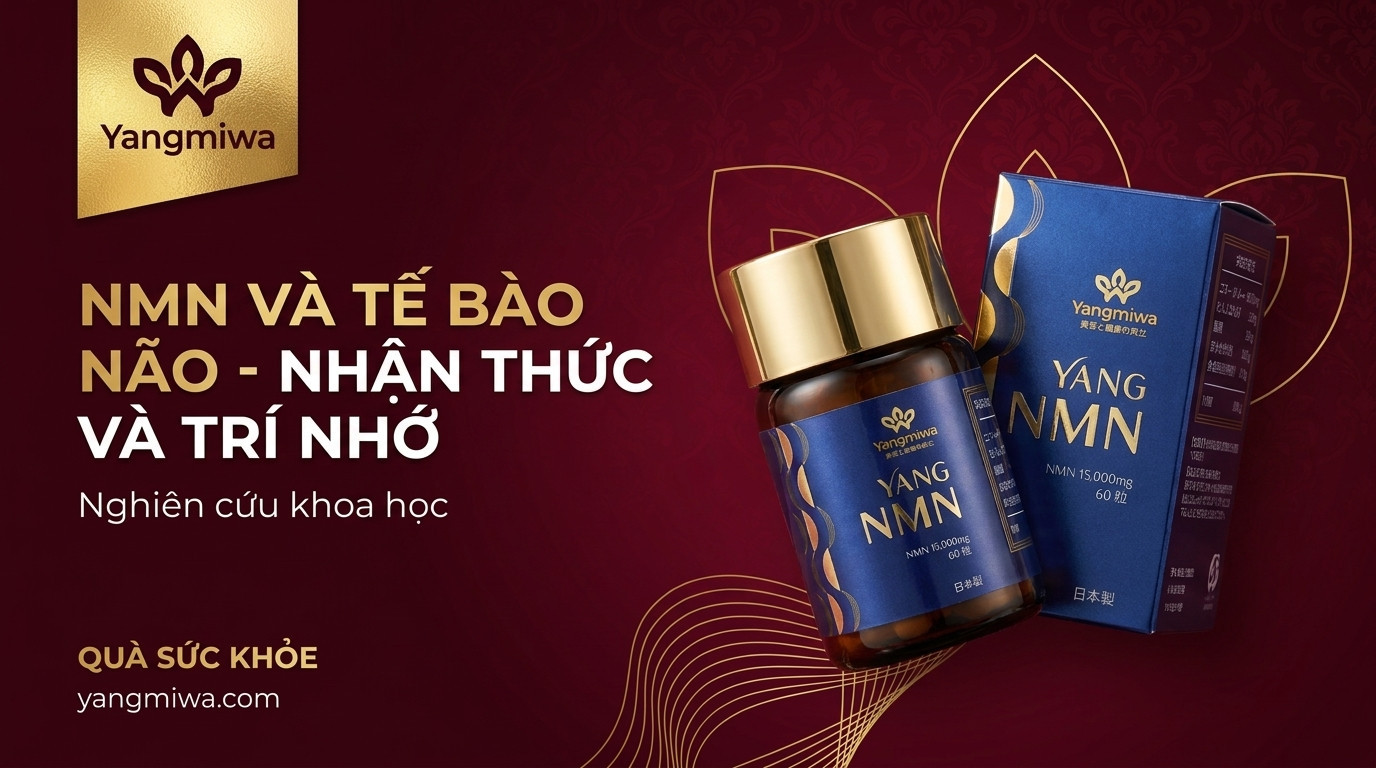 NMN và tế bào não: Nuôi dưỡng nhận thức và trí nhớ sau tuổi 40