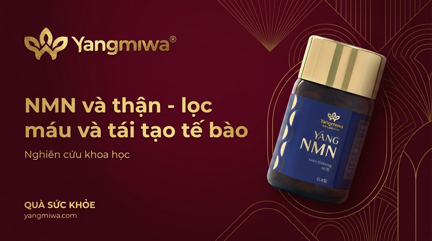 NMN và thận: Lọc máu, tái tạo tế bào và sức khoẻ trường thọ