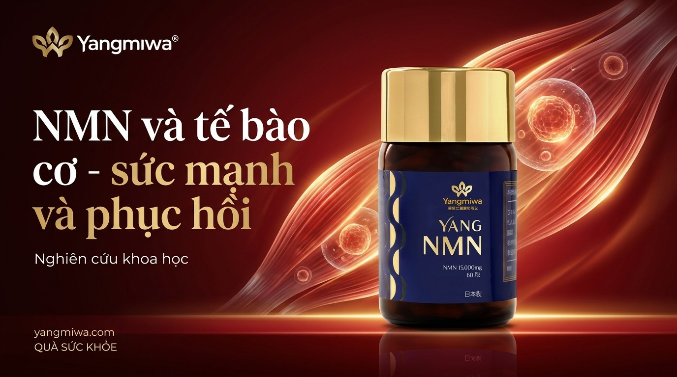 NMN và tế bào cơ: nền tảng sức mạnh và phục hồi sau tuổi 40