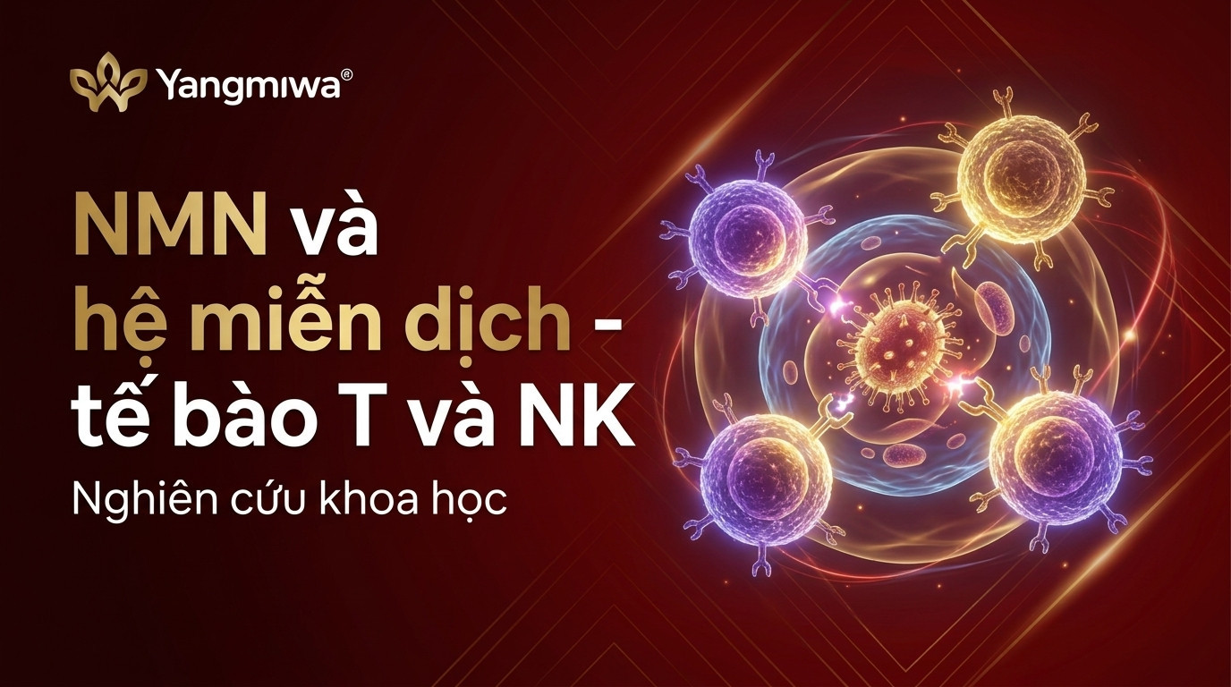 NMN và hệ miễn dịch: Hỗ trợ tế bào T và NK khi tuổi tăng