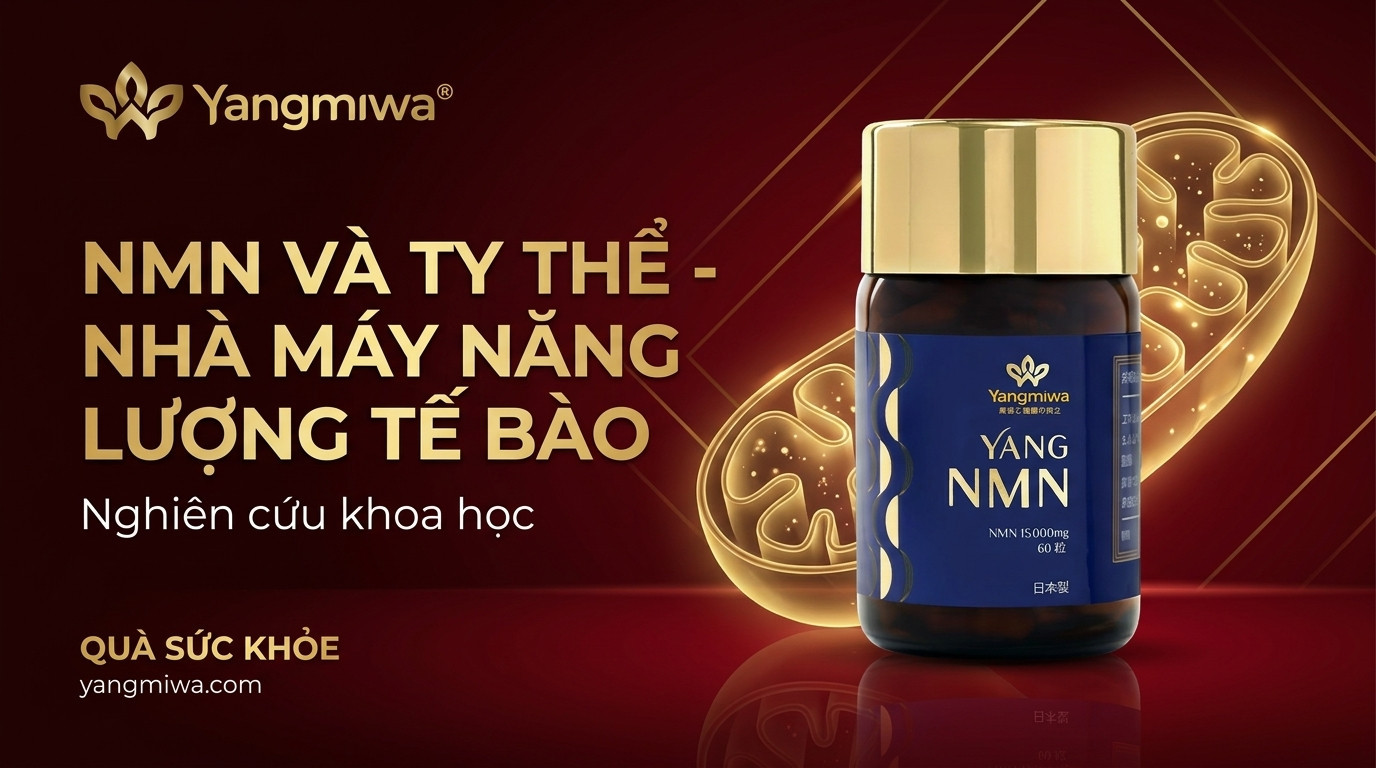 NMN và ty thể: Hồi sinh nhà máy năng lượng tế bào sau tuổi 40