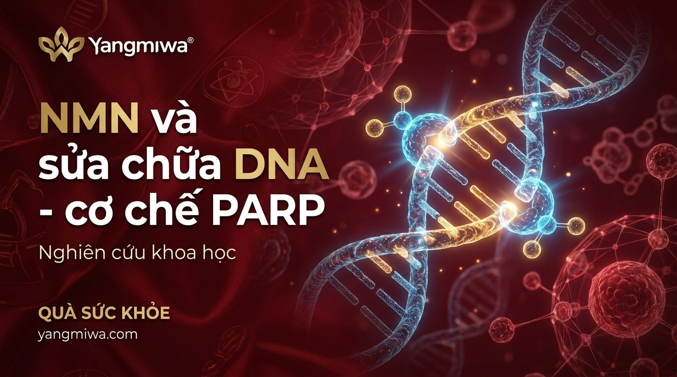 NMN và sửa chữa DNA: cơ chế PARP bảo vệ tế bào lão hóa