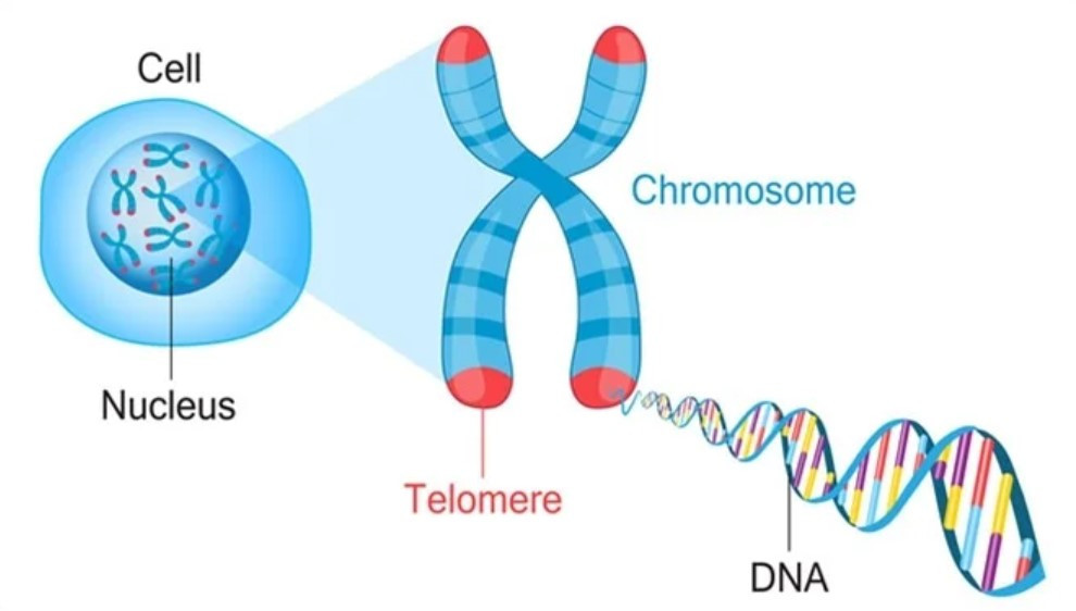 Telomere dài hơn nhờ NMN: Nghiên cứu chứng minh tác động tích cực ở người lớn tuổi