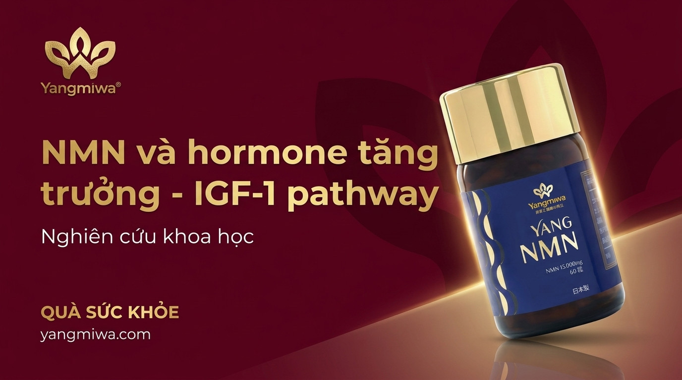 NMN và IGF-1: Hormone tăng trưởng, năng lượng và trường thọ