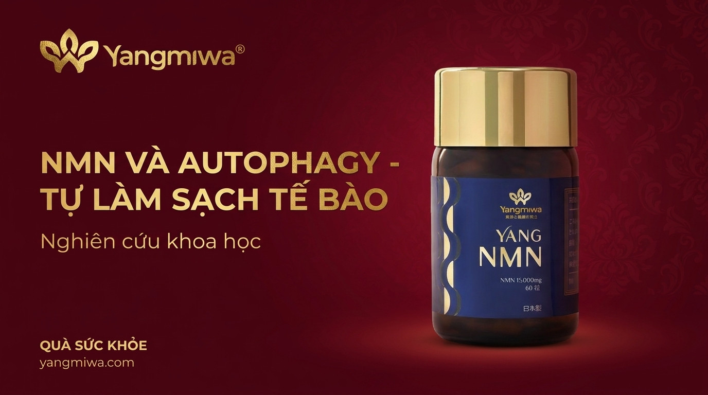 NMN và Autophagy: Cách tế bào tự làm sạch để trẻ lâu