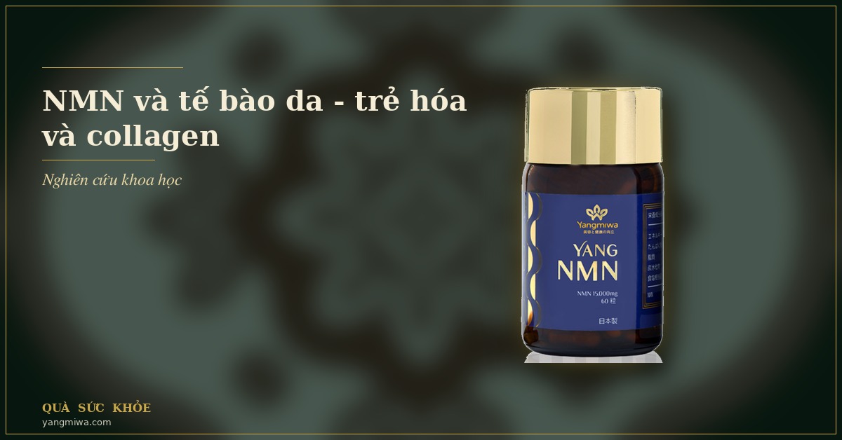 NMN và tế bào da: trẻ hóa, collagen và làn da rạng rỡ sau 40
