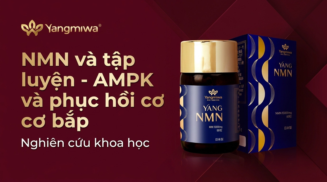 NMN và tập luyện: AMPK, phục hồi cơ bắp và năng lượng bền
