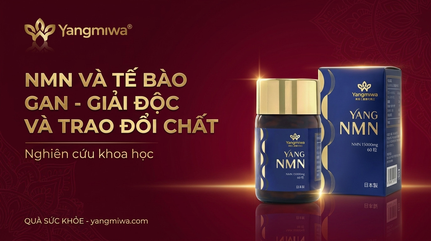 NMN và tế bào gan: giải độc, trao đổi chất và trường thọ