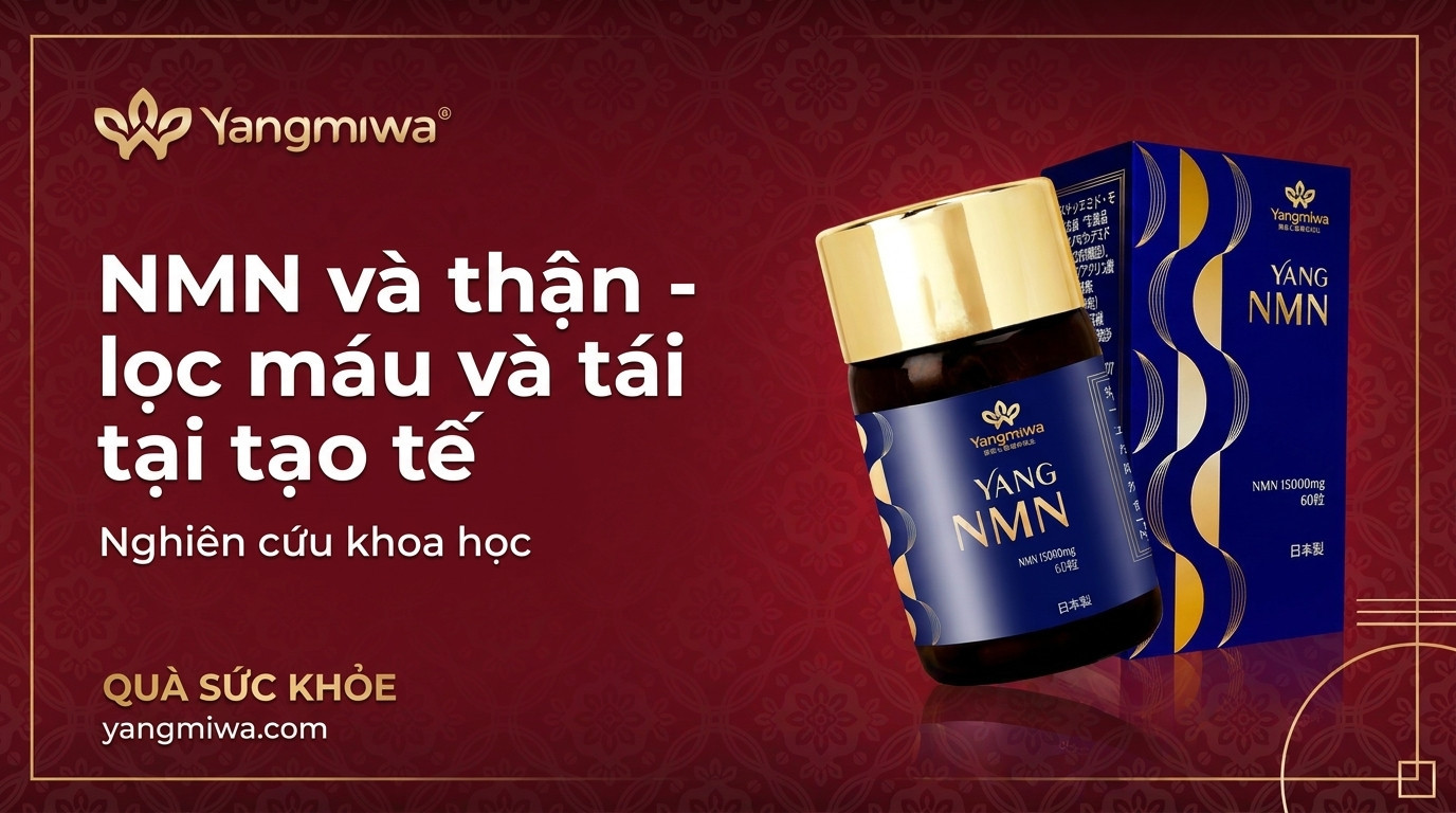 NMN và thận: lọc máu, tái tạo tế bào và trường thọ