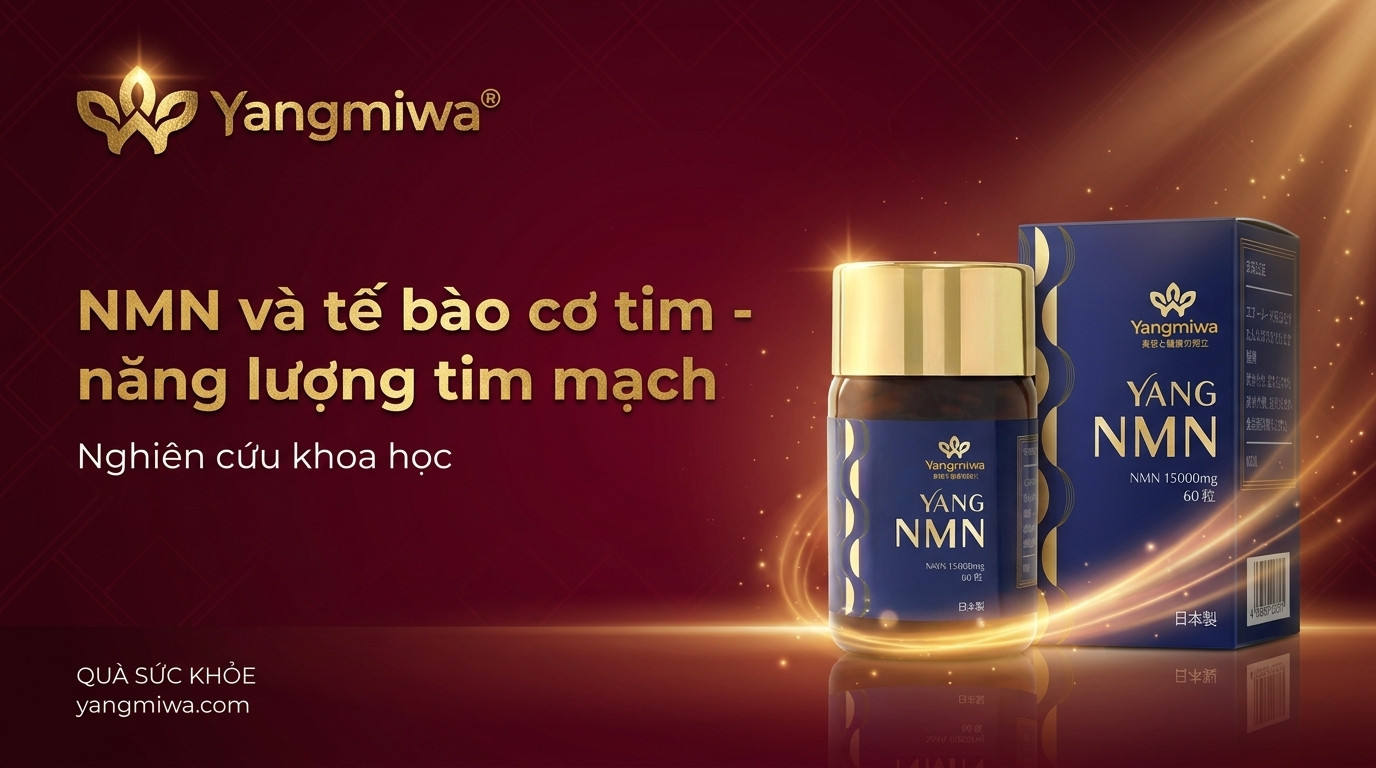 NMN và tế bào cơ tim: Năng lượng bền vững cho trái tim tuổi 40+