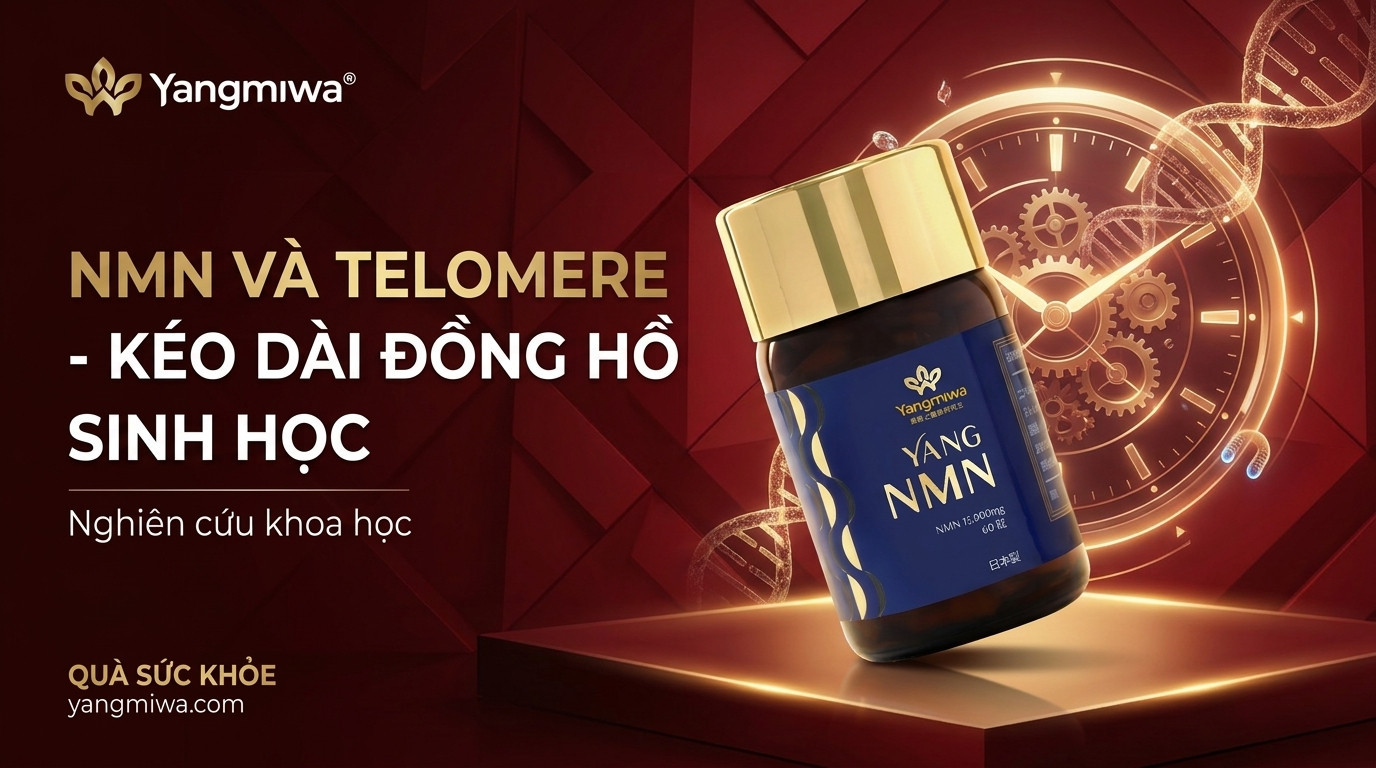 NMN và Telomere: Bảo vệ đồng hồ sinh học, sống khoẻ dài lâu