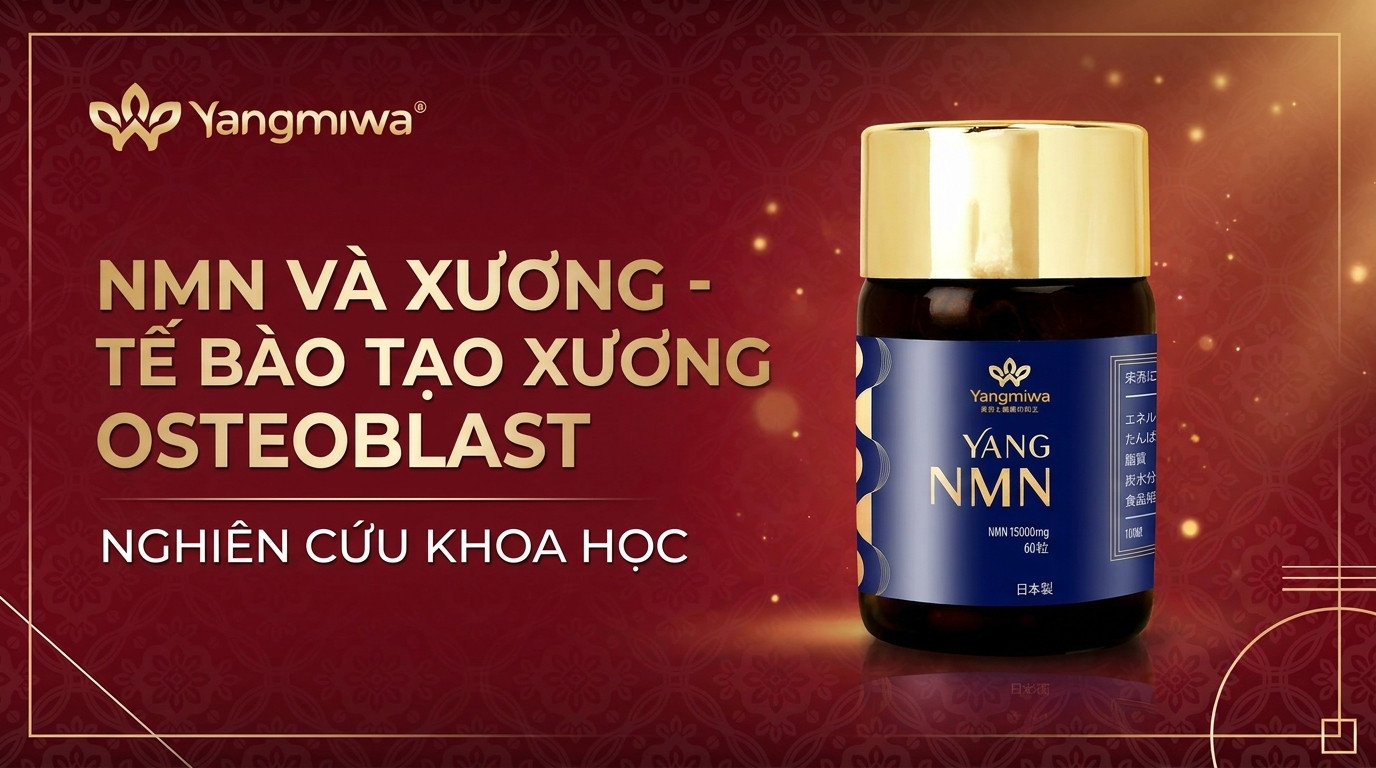 NMN và xương: Hỗ trợ tế bào tạo xương Osteoblast khỏe mạnh