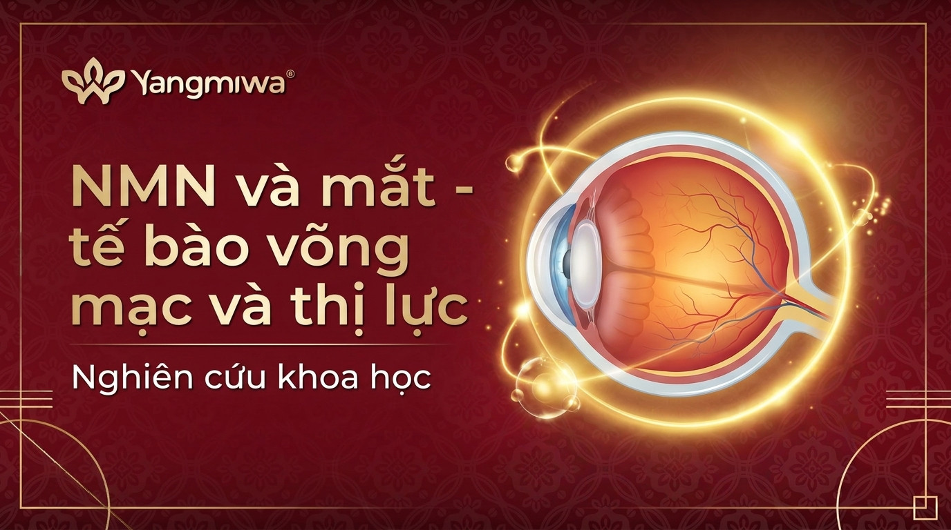 NMN và mắt: Bảo vệ tế bào võng mạc, giữ thị lực sáng rõ