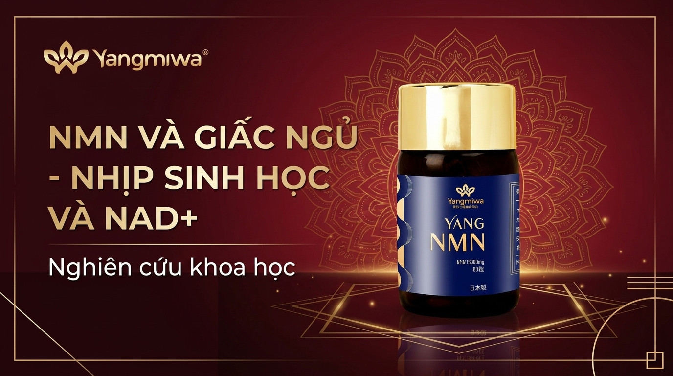 NMN và giấc ngủ: nhịp sinh học, NAD+ và năng lượng sâu