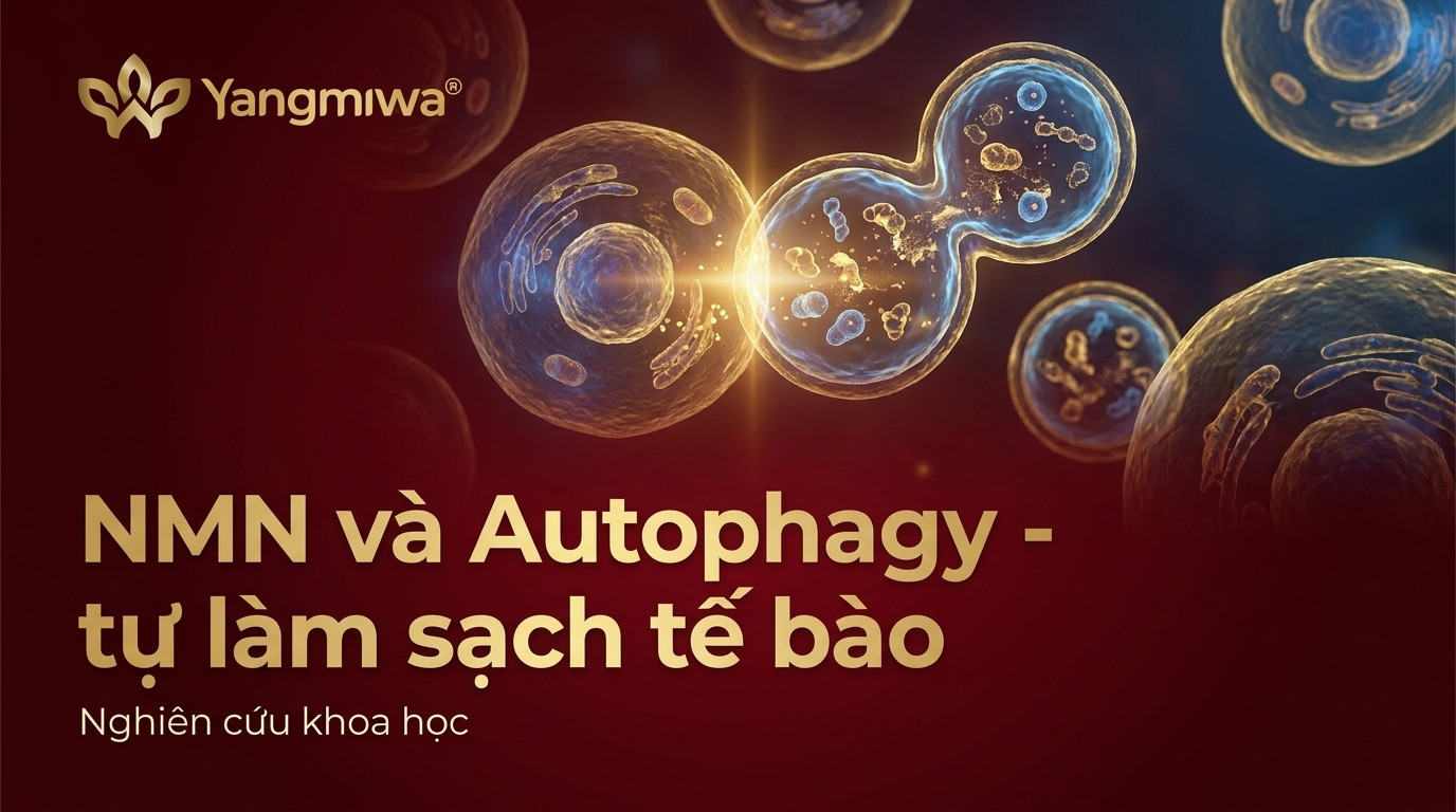 NMN và Autophagy: Cơ Chế Tự Làm Sạch Tế Bào Sau Tuổi 40