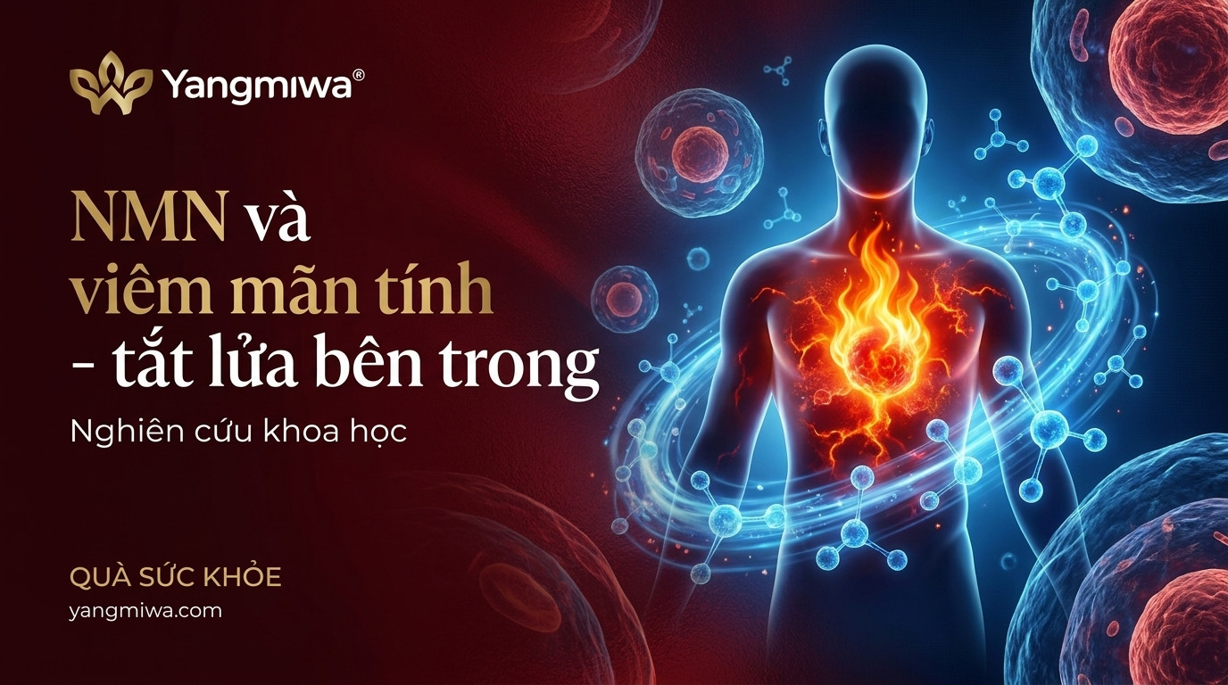 NMN và viêm mãn tính: Tắt lửa âm ỉ bên trong cơ thể