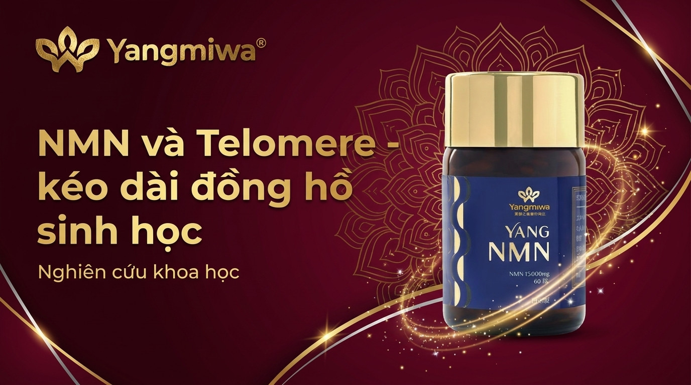NMN và Telomere: Kéo Dài Đồng Hồ Sinh Học Của Bạn